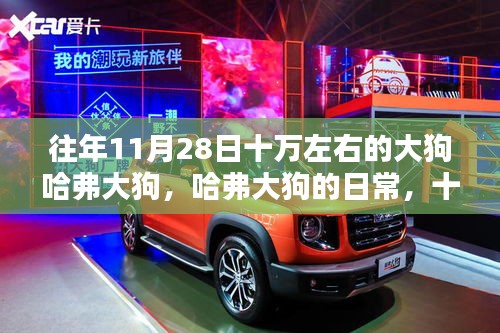 建議，十一月二十八號的溫馨記憶，哈弗大狗的日常