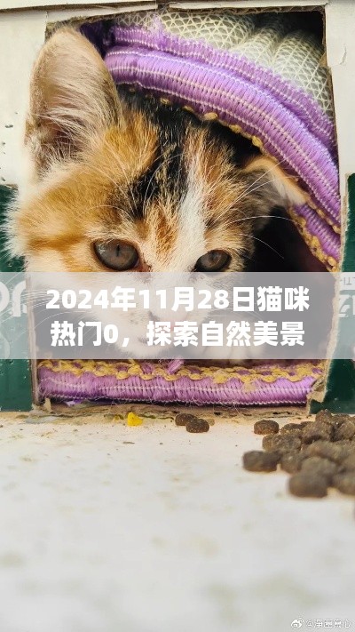 與貓咪共探自然美景，一場(chǎng)心靈洗滌的奇妙之旅（2024年11月28日貓咪熱門(mén)0）