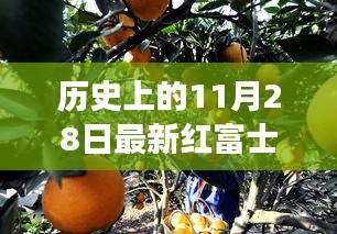 紅富士果實見證友情紐帶，歷史上的11月28日新品種故事
