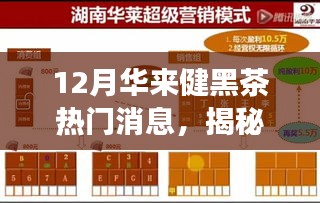 揭秘十二月華來健黑茶熱潮，最新動態(tài)與深度解讀