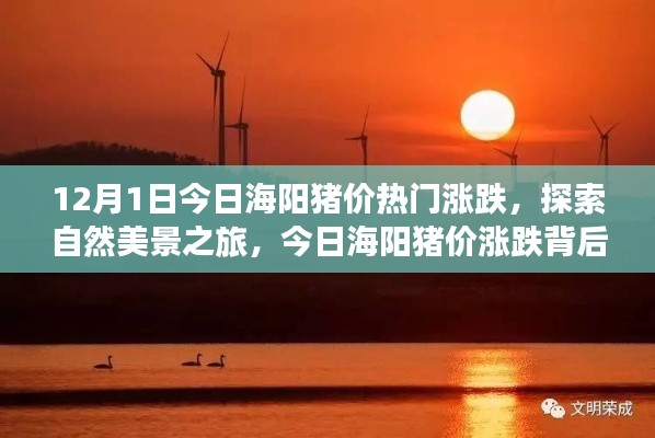 今日海陽(yáng)豬價(jià)走勢(shì)揭秘，探索自然美景之旅與內(nèi)心寧?kù)o的啟程