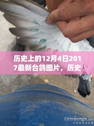 歷史上的今天，臺(tái)鴿展翅，自信與成就感的源泉——最新臺(tái)鴿圖片發(fā)布
