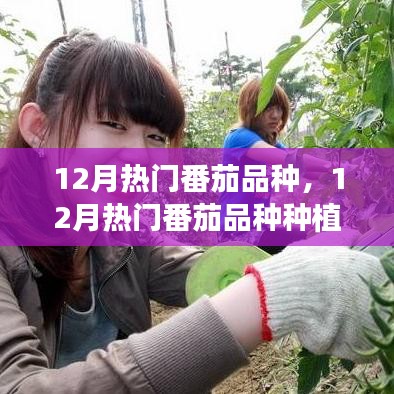 12月熱門番茄品種種植指南，從新手到專家的一站式指南