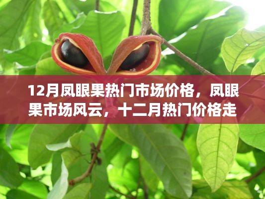 12月鳳眼果市場風(fēng)云解析，價(jià)格走勢深度探討