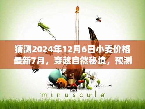 心靈之旅，揭秘未來(lái)小麥價(jià)格預(yù)測(cè)與麥田奇跡的心靈平靜之旅