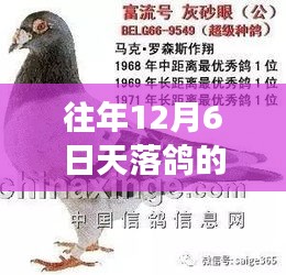 鼓舞人心的勵志之旅，天落鴿的奇跡與力量，歷年12月6日的故事更新