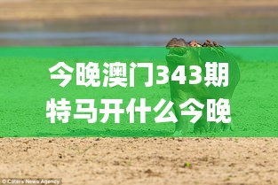 今晚澳門343期特馬開什么今晚四不像,預測解答解釋落實_網(wǎng)頁款7.520