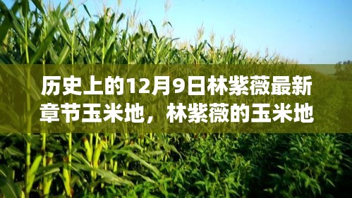 林紫薇的玉米地，歷史勵(lì)志篇章與自我成長(zhǎng)的奇跡