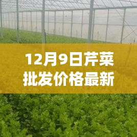 12月9日芹菜批發(fā)價格最新行情及市場走勢深度解析與未來趨勢預測