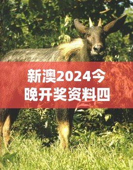 新澳2024今晚開獎(jiǎng)資料四不像：超越期待的開獎(jiǎng)新風(fēng)潮