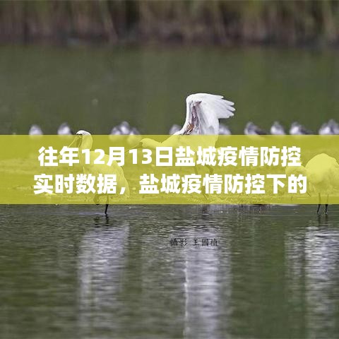 鹽城疫情防控下的綠色之旅，實(shí)時(shí)數(shù)據(jù)與內(nèi)心寧?kù)o的追尋