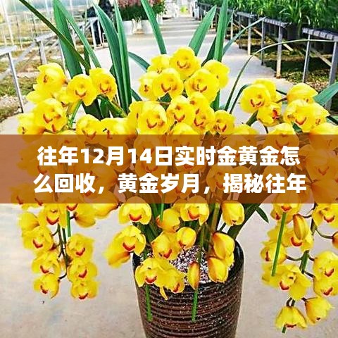 揭秘黃金回收市場，十二月十四日黃金回收市場動態(tài)與黃金歲月價值解析