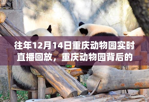 重慶動(dòng)物園直播回顧與小巷探秘之旅，揭秘動(dòng)物園背后的秘密與特色小店故事
