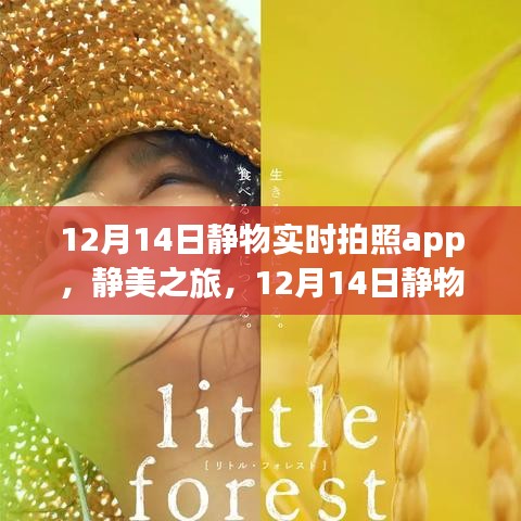 靜美之旅，12月14日靜物實(shí)時(shí)拍照app，開啟心靈與自然的遨游之旅