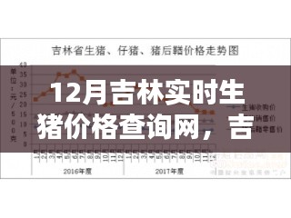 吉林實時生豬價格查詢網(wǎng)使用指南，從初學(xué)者到進階用戶，一鍵查詢12月最新生豬價格