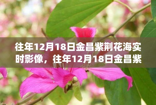 往年12月18日金昌紫荊花海，與自然的浪漫邂逅實(shí)時(shí)影像回顧
