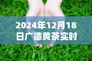 廣德黃茶，溫情時(shí)光與家的味道——最新價(jià)格表一覽（2024年12月18日）