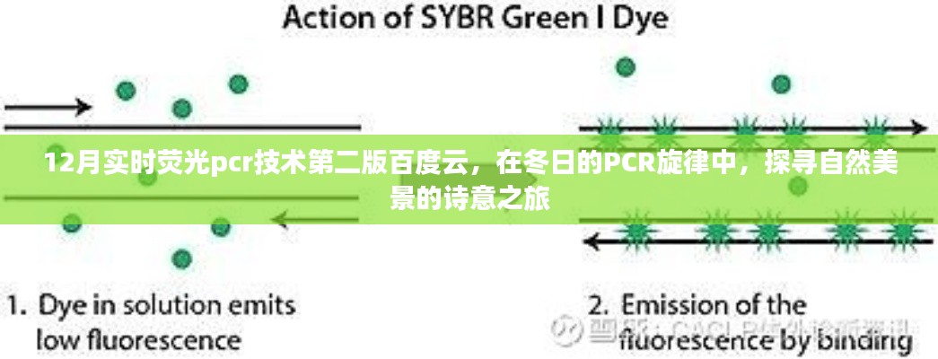 冬日的PCR旋律，探尋自然美景的詩意之旅與實時熒光PCR技術第二版百度云資源