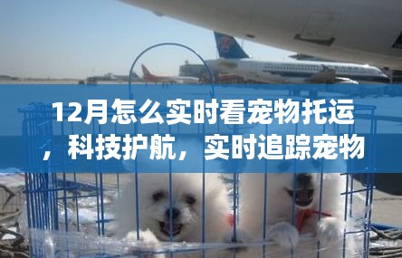 科技護航下的寵物托運追蹤，智能系統(tǒng)實時體驗寵物托運之旅