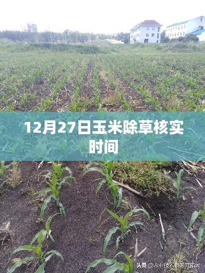 12月27日玉米除草核實時間解析