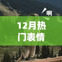 12月熱門表情包土撥鼠，網(wǎng)絡(luò)新寵狂歡來襲