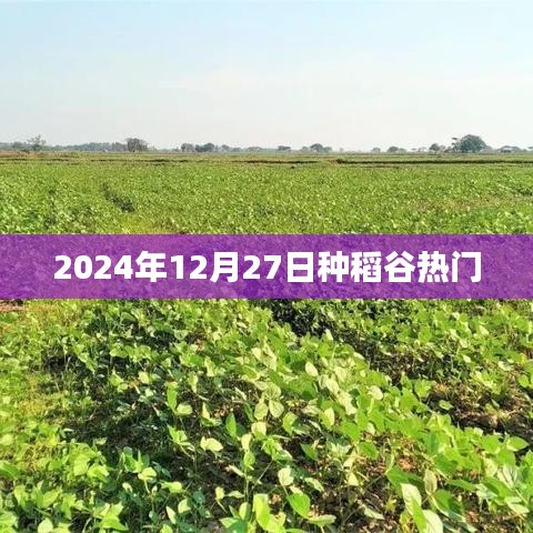 2024年稻谷種植熱潮，12月27日的關(guān)注焦點(diǎn)，符合百度收錄標(biāo)準(zhǔn)，字?jǐn)?shù)在規(guī)定的范圍內(nèi)，希望能夠滿足您的需求。