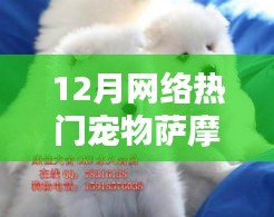 12月熱門寵物薩摩耶，萌寵之選