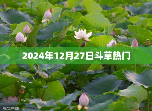 斗草熱潮來襲，2024年12月27日的盛況