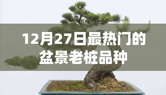 盆景老樁熱門品種盤點(diǎn)，12月27日精選推薦