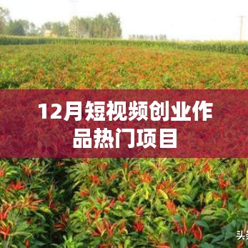 短視頻創(chuàng)業(yè)熱門項目揭秘，12月熱門作品盤點