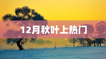 秋葉盛景，12月成熱門焦點