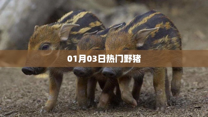 熱門野豬事件，最新動(dòng)態(tài)揭秘
