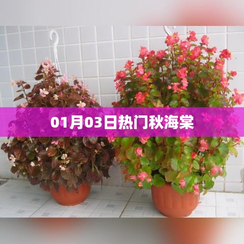 秋海棠最新熱門資訊，一月三日動態(tài)解析