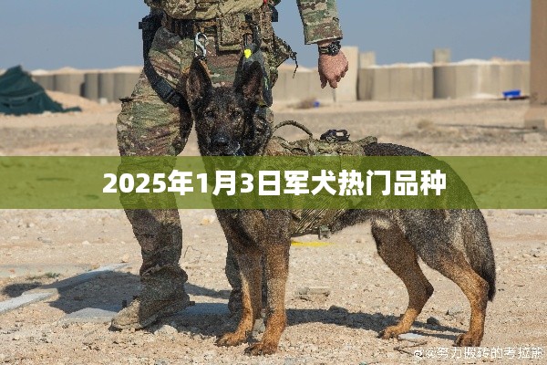 軍犬熱門品種展望，探尋未來的趨勢（2025年）