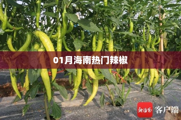海南一月熱門辣椒風(fēng)采