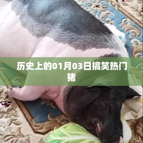 豬年搞笑大事件，歷史上的那些歡樂瞬間