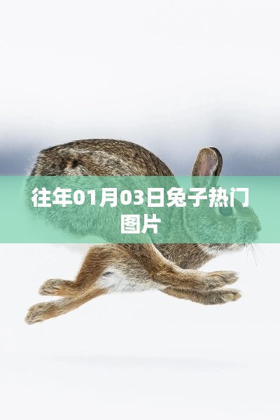 兔子熱門圖片盤點，日期回溯至一月三日