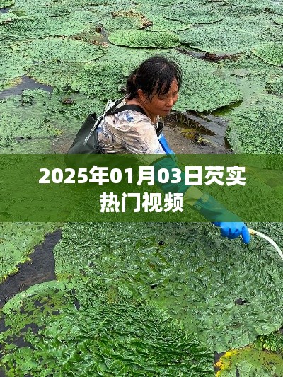 芡實(shí)熱門視頻前瞻，2025年1月3日一覽
