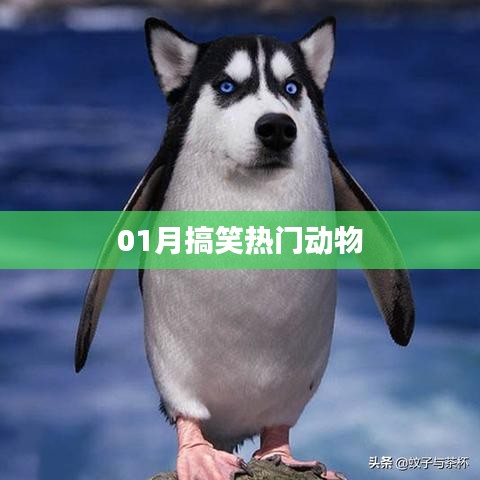 一月搞笑動(dòng)物集錦