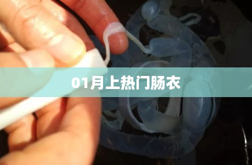 腸衣成為熱門話題！