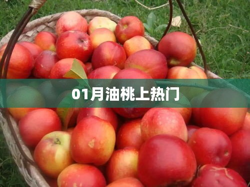 一月油桃火爆全網(wǎng)