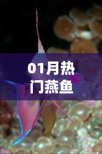 燕魚一月熱門資訊