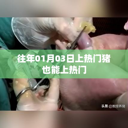 豬年熱門事件，豬也能上熱搜榜