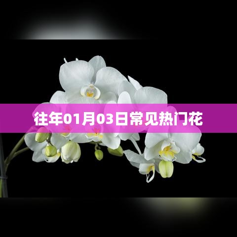 『一月三日熱門花卉概覽』