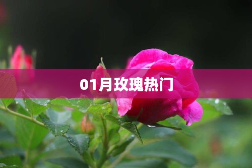 玫瑰熱潮來襲，一月份浪漫綻放