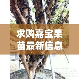 求購嘉寶果苗最新信息圖片：嘉寶果苗哪里有賣 