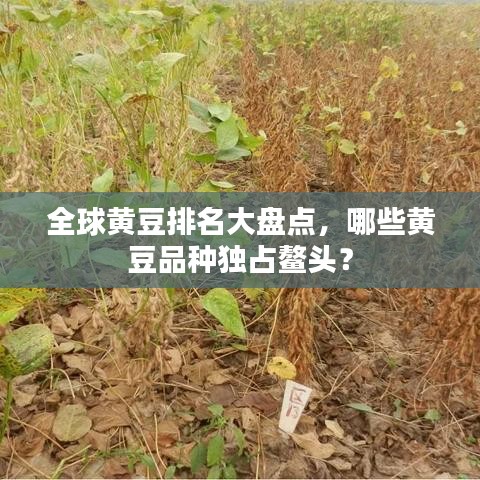 全球黃豆排名大盤(pán)點(diǎn)，哪些黃豆品種獨(dú)占鰲頭？
