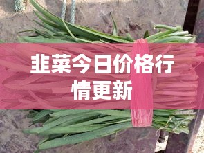 韭菜今日價(jià)格行情更新