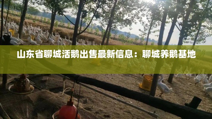 山東省聊城活鵝出售最新信息：聊城養(yǎng)鵝基地 