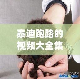 泰迪跑路的視頻大全集最新：泰迪跑丟了怎么找回來(lái) 
